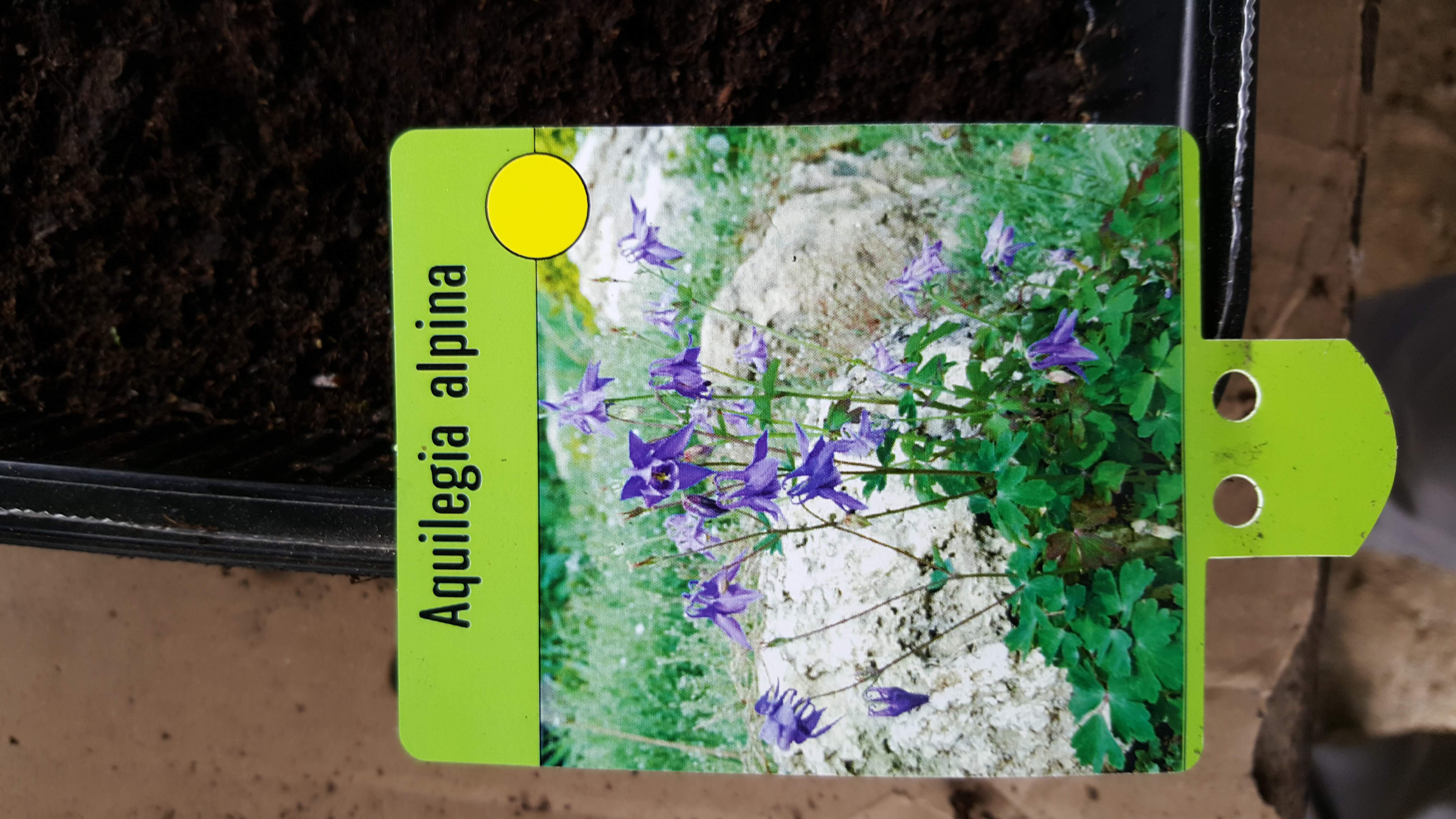 aquilegia alpina1.jpg